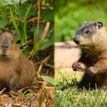 Capybara vs Groundhog