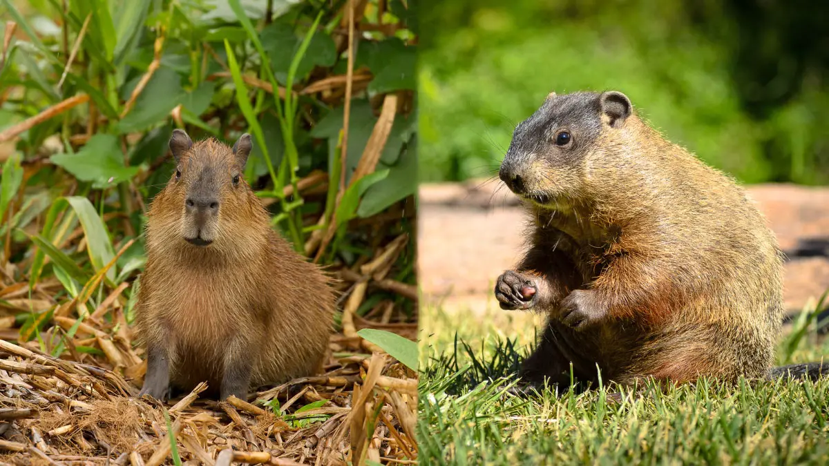 Capybara vs Groundhog: Understanding the Differences Between Two Rodents