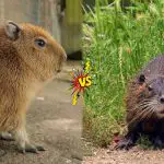 Capybara vs. Nutria