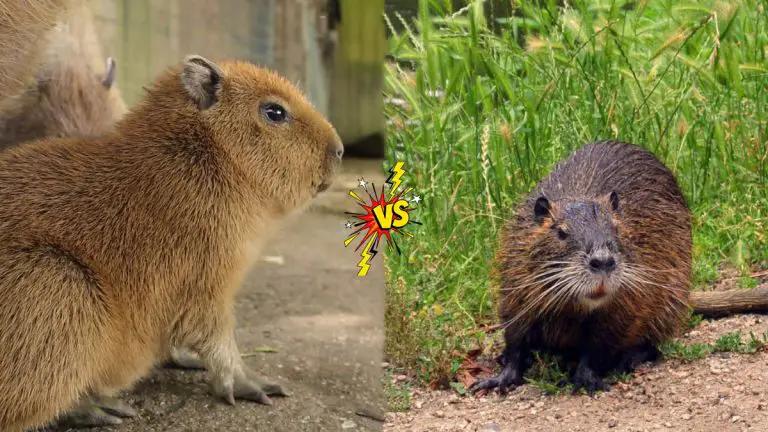 Capybara vs. Nutria
