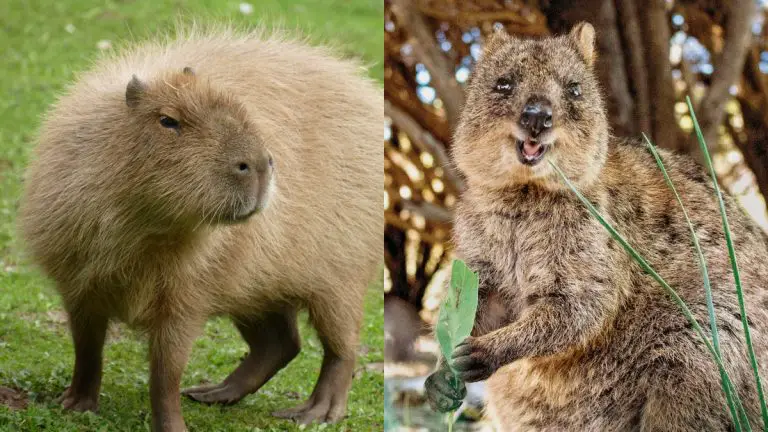 Capybara vs Quokka
