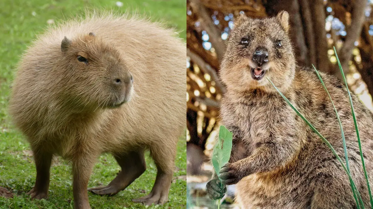 Capybara vs Quokka: The Key Differences Between Two Fascinating Creatures
