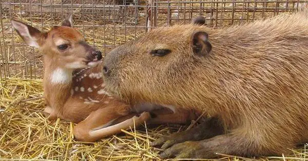Capybaras Are Friendly With Other Animals