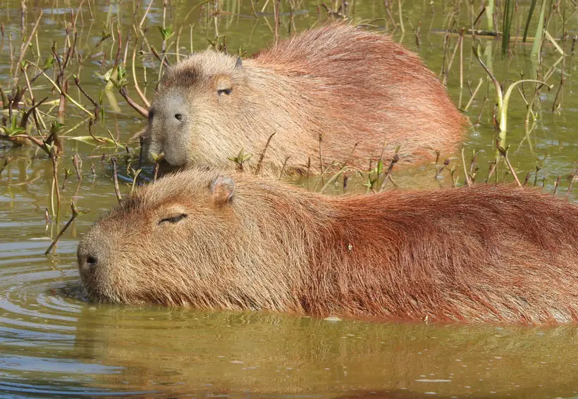 Capybaras Are Semi-Aquatic Species