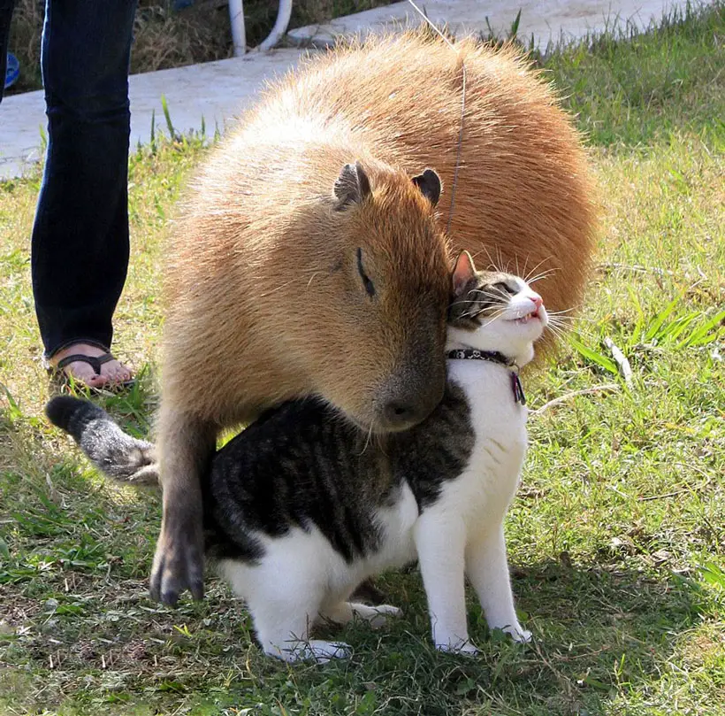 Capybaras Are So Friendly