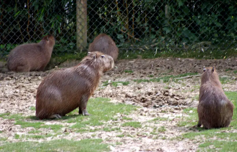 Capybaras Be Potty Trained