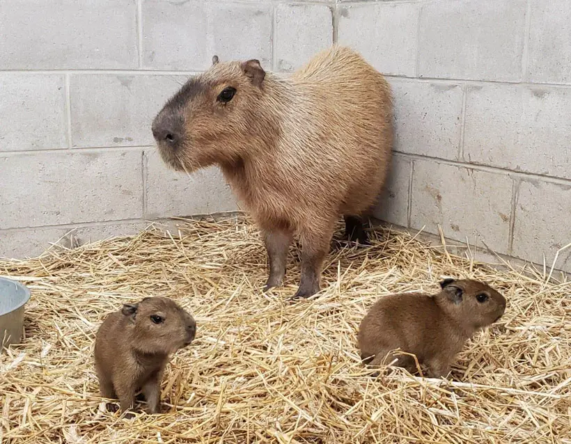 Capybaras Breeding Season