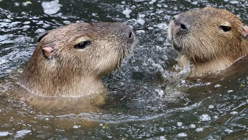 Capybaras Can Swim
