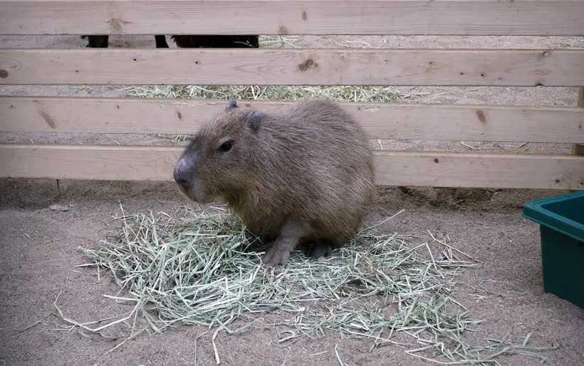 Capybaras Diet