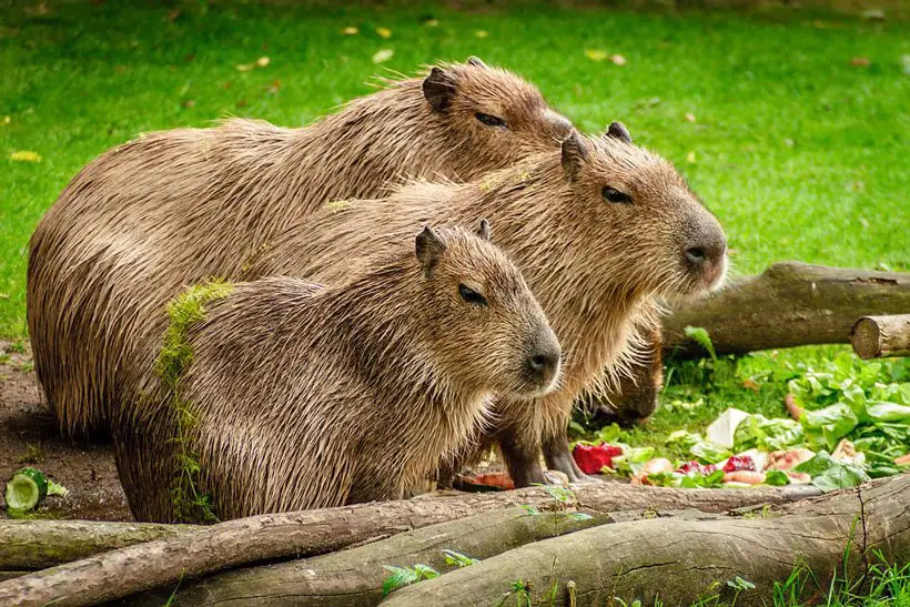 Capybaras Improved socialization skills