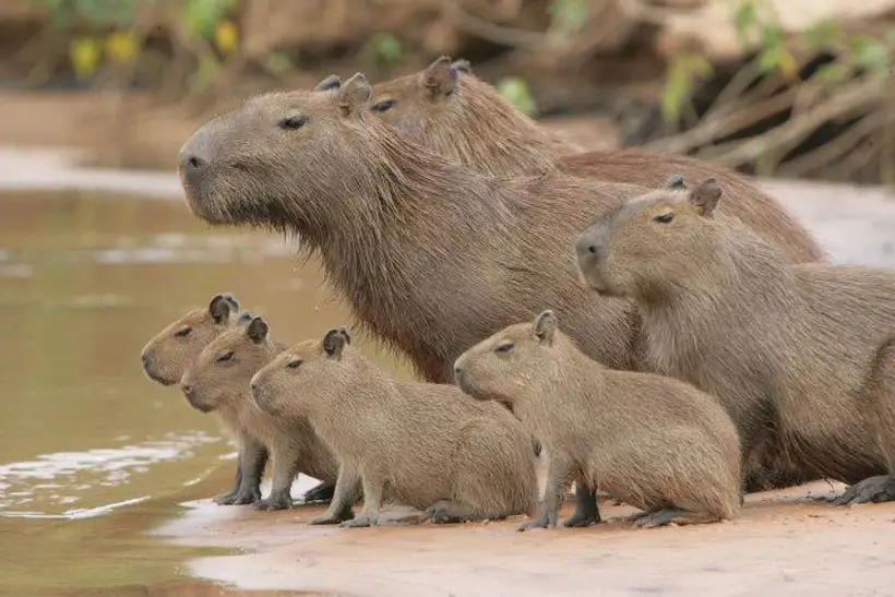 Capybaras Living in Large Groups