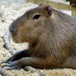 Capybaras as Pets