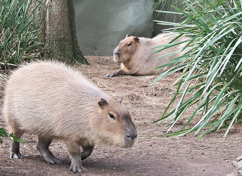 Challenges Of Owning A Capybara