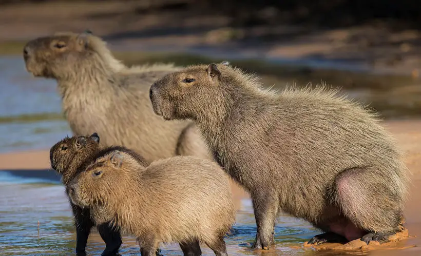 Common Features Found In Capybaras Habitats