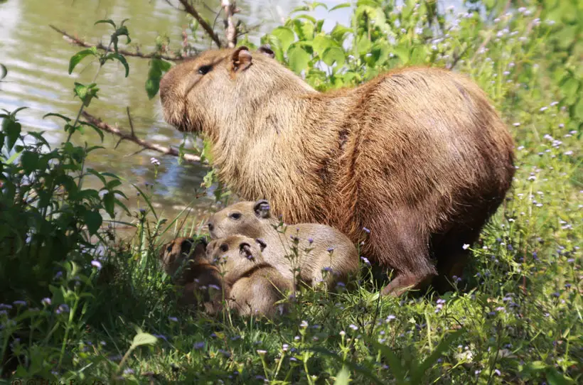 Conservation Measures To Protect Capybaras From Extinction