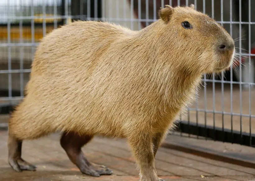 Diet and Feeding for a Pet Capybara