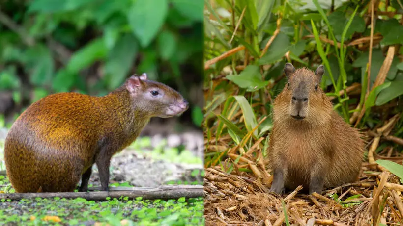Differences Between Agouti vs Capybara