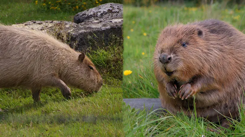 Differences Between Capybara vs Beaver