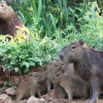Eight Fascinating Capybara Facts