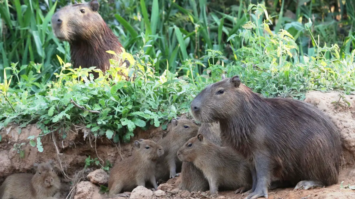 Eight Fascinating Capybara Facts: Discovering These Unique Animals