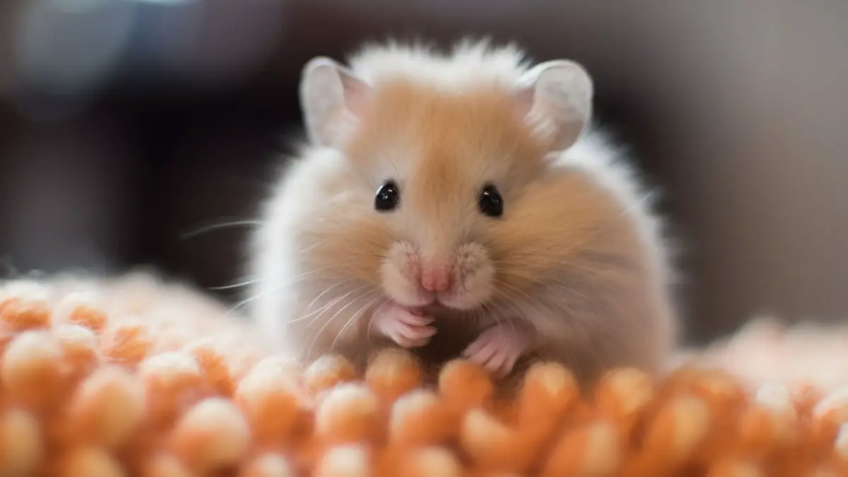 Fancy Bear Hamster Lifespan: A Guide To Their Lifespan