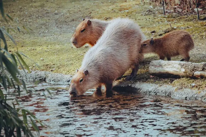 Friendly Behavior Of Capybaras