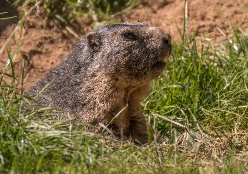 Groundhog Habitat