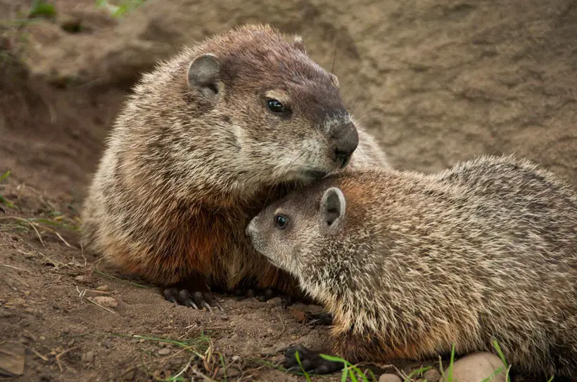 Groundhogs Mating