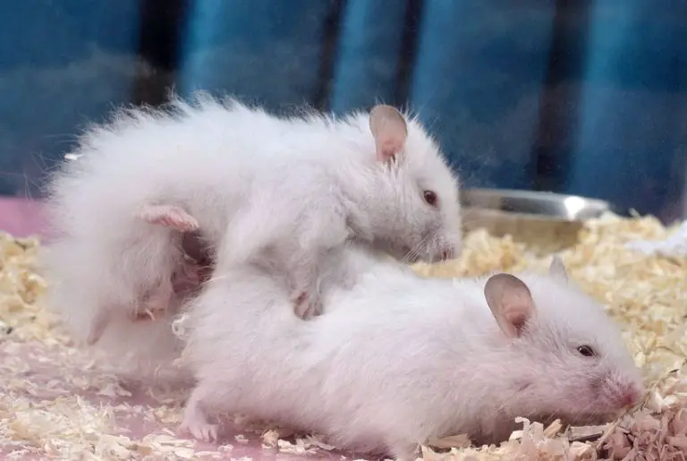 Hamster Breeding Guide: What You Need to Know Before Breeding Your Pets - Hamster Breeding For Rare Breeds