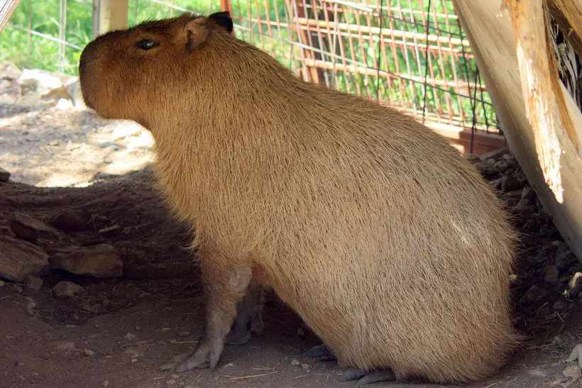 Health Care And Protection Practices For Capybara