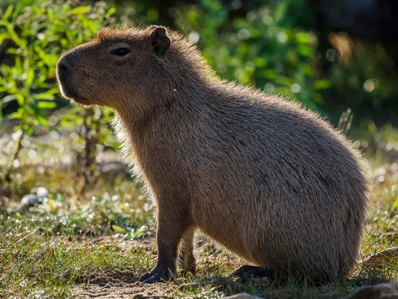 Health Problems In Capybaras