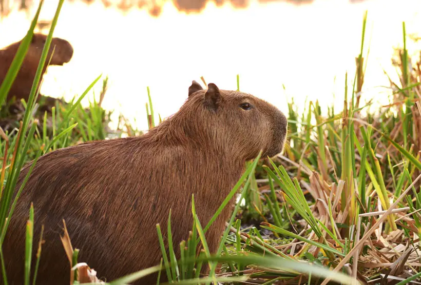 Housing for Pet Capybaras