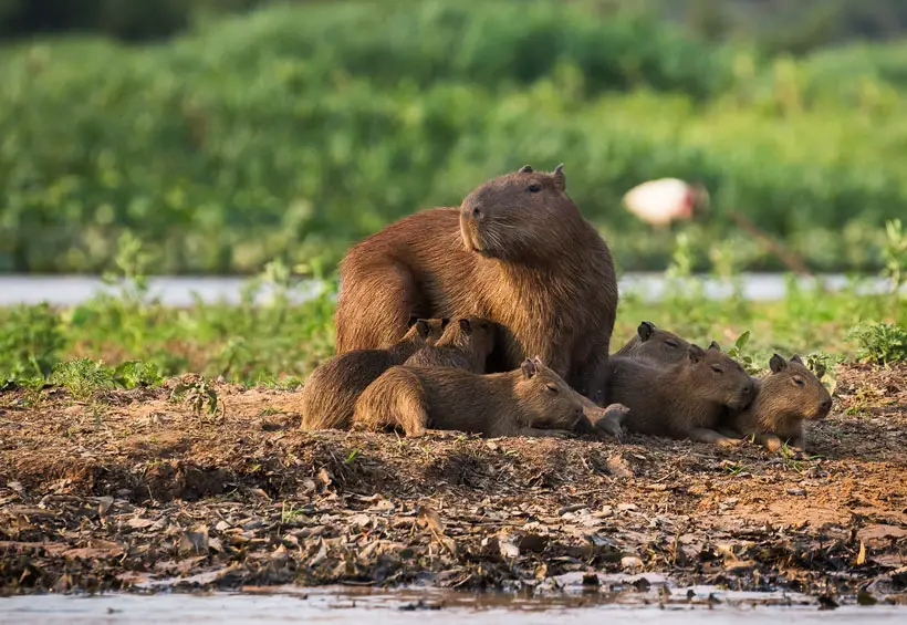 How Does The Capybara Defend Itself From Predators