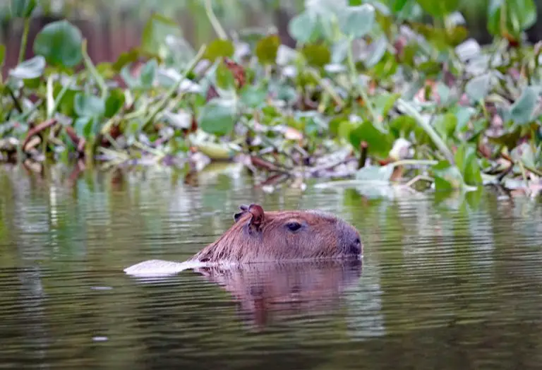 Capybara Swimming: Why These Giant Rodents Are Such Good Swimmers?