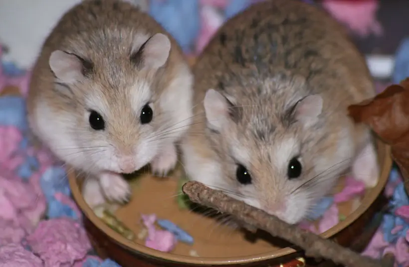 How Long Can Roborovski Dwarf Hamster Live
