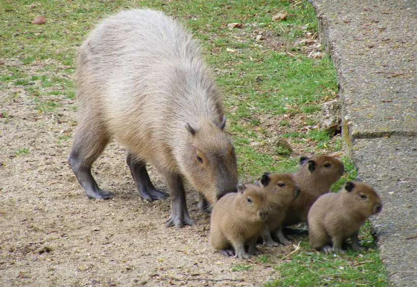How Much Does A Capybara Cost To Buy