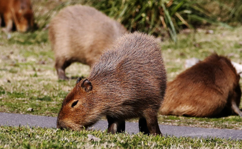 How to Avoid Pet Capybara Bites