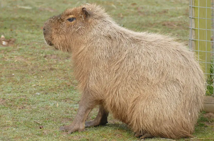 How to Potty Train A Capybara