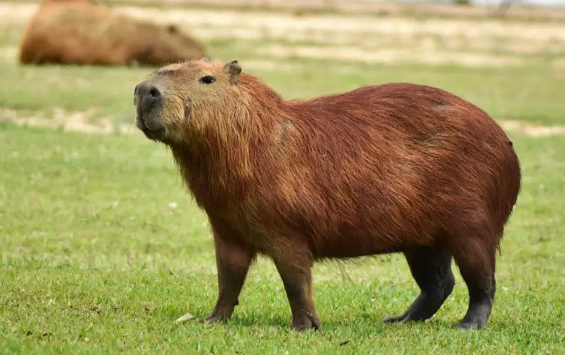 Importance Of Proper Care For Your Pet Capybara