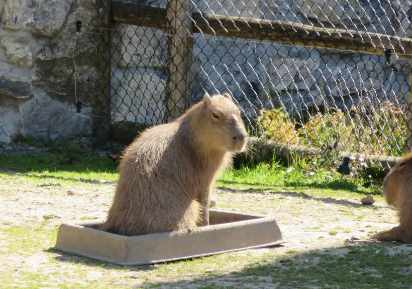 In Which Places Do Capybaras Prefer to Exarate