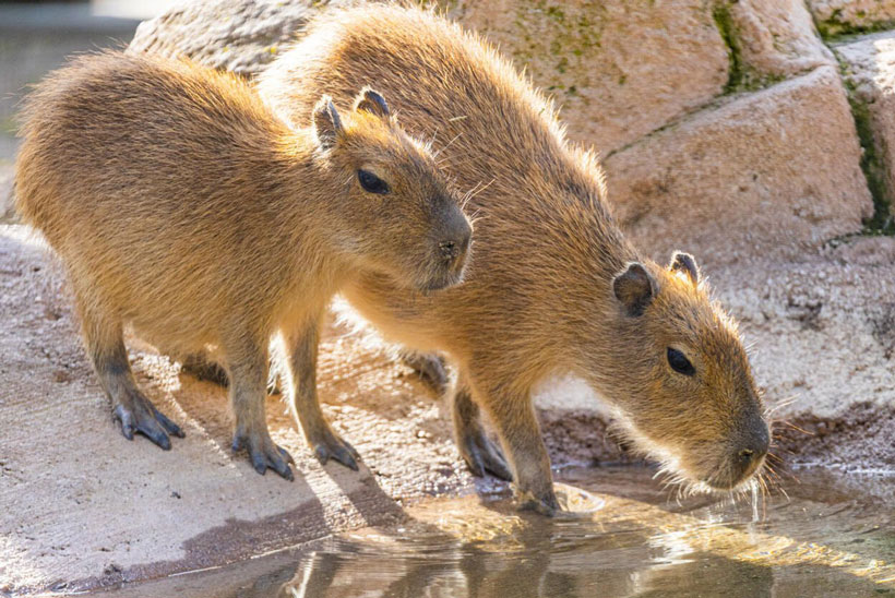 Is It Possible To Train Capybaras
