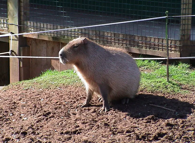 Is It Safe To Swim With Capybaras