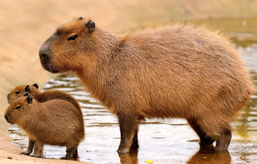 Pet Capybara