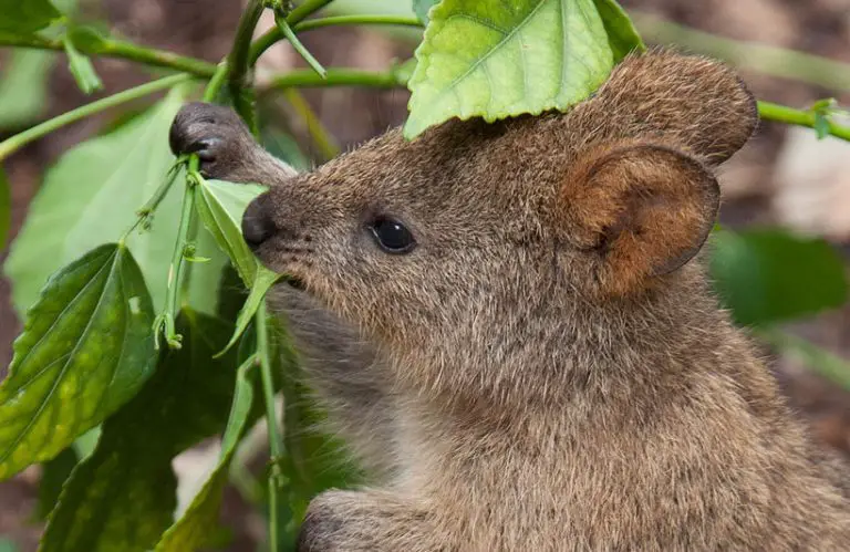 Capybara vs Quokka: The Key Differences Between Two Fascinating Creatures