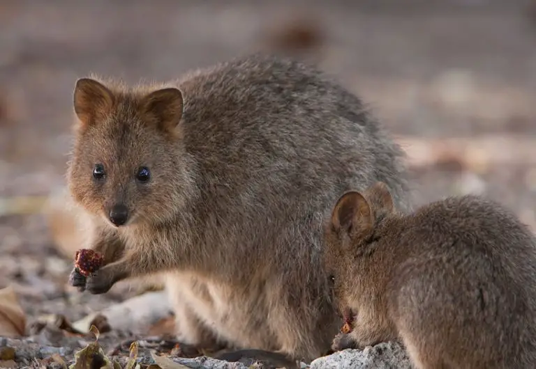 Capybara vs Quokka The Key Differences Between Two Fascinating Creatures