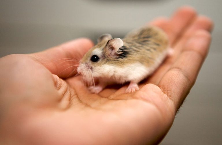 Roborovski Dwarf Hamster Lifespan A Complete Guide