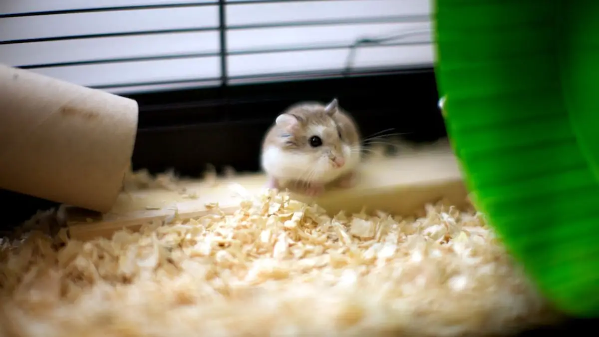 Roborovski Dwarf Hamster Lifespan: A Complete Guide
