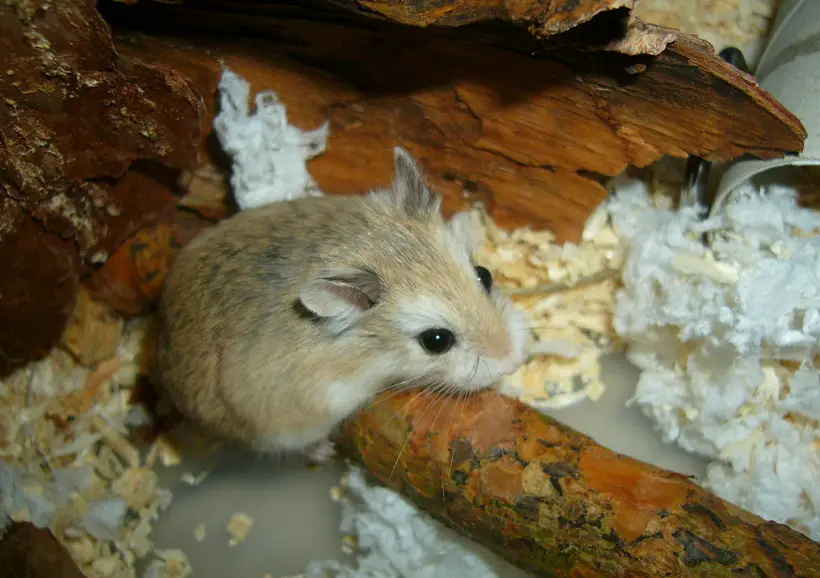Roborovski dwarf hamster in its habitat