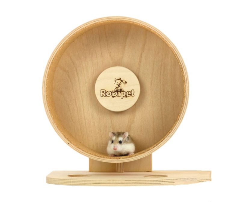 What Size Wheel For Hamsters A Guide For Common Breeds Photo Inspiration
