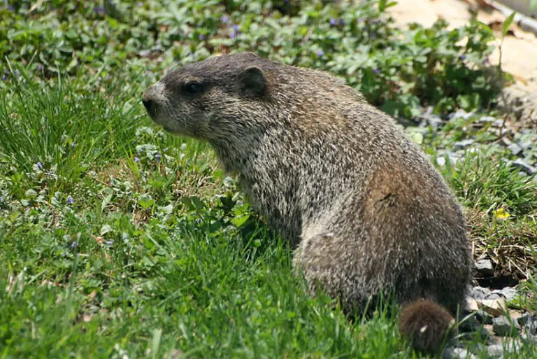 Capybara vs Groundhog: Understanding the Differences Between Two Rodents